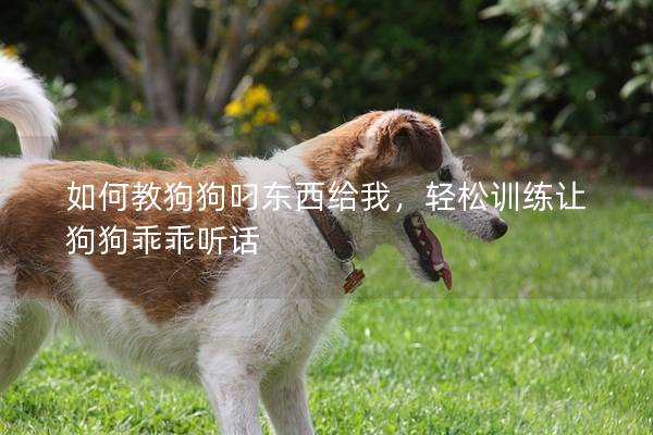 如何教狗狗叼东西给我，轻松训练让狗狗乖乖听话