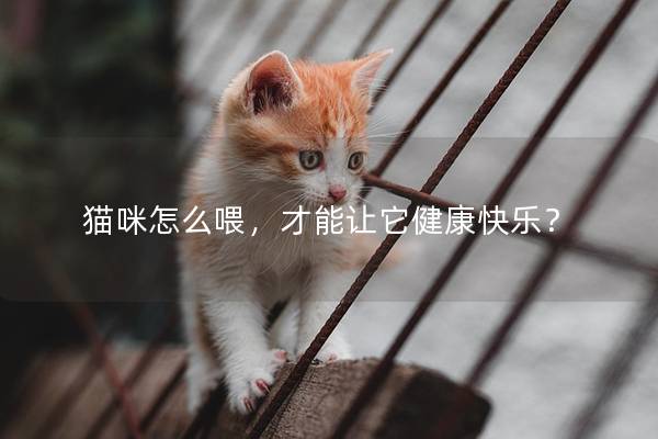 猫咪怎么喂，才能让它健康快乐？