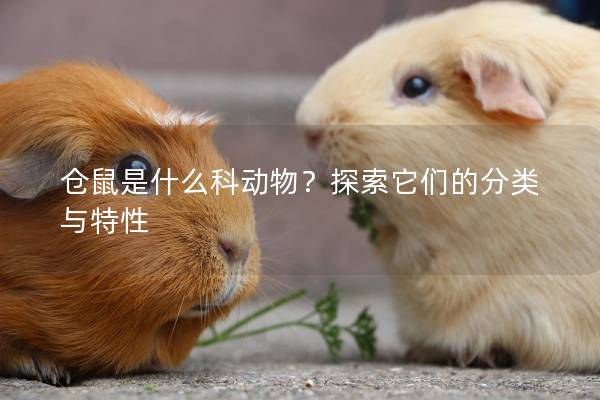 仓鼠是什么科动物？探索它们的分类与特性