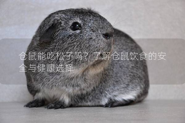 仓鼠能吃松子吗？了解仓鼠饮食的安全与健康选择