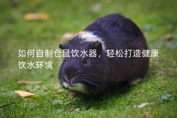如何自制仓鼠饮水器，轻松打造健康饮水环境