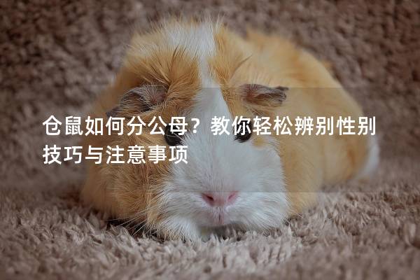 仓鼠如何分公母？教你轻松辨别性别技巧与注意事项