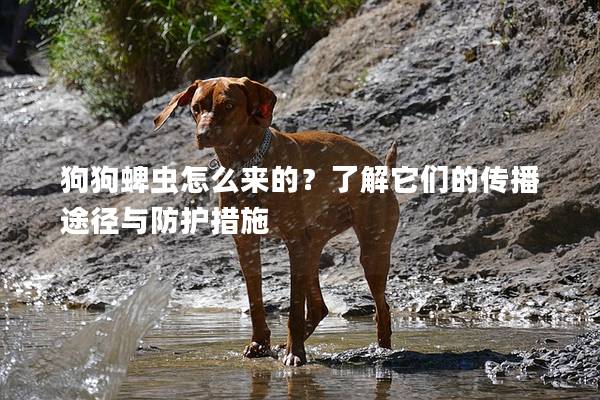 狗狗蜱虫怎么来的？了解它们的传播途径与防护措施