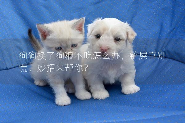 狗狗换了狗粮不吃怎么办，铲屎官别慌，妙招来帮你？