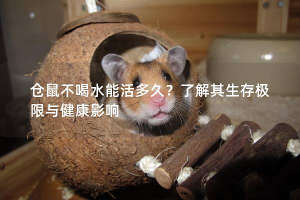 仓鼠不喝水能活多久？了解其生存极限与健康影响