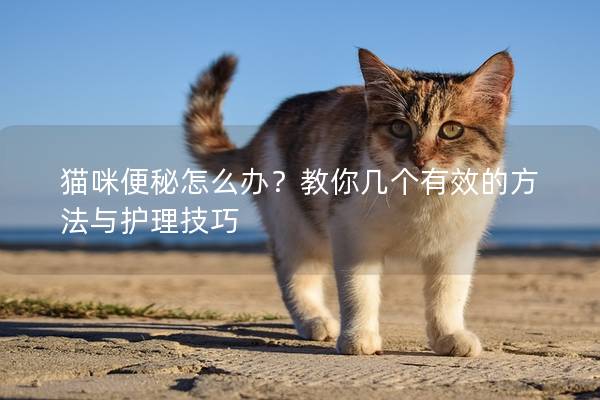 猫咪便秘怎么办？教你几个有效的方法与护理技巧