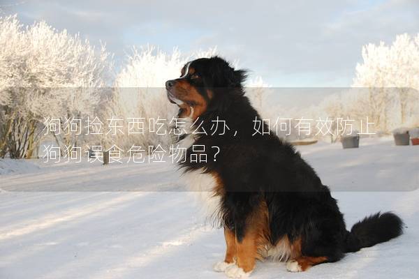 狗狗捡东西吃怎么办，如何有效防止狗狗误食危险物品？