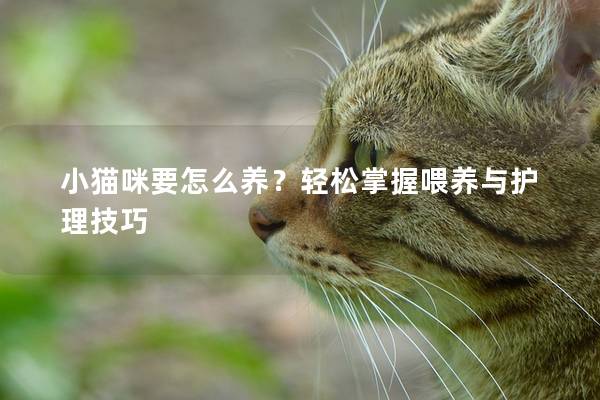 小猫咪要怎么养？轻松掌握喂养与护理技巧