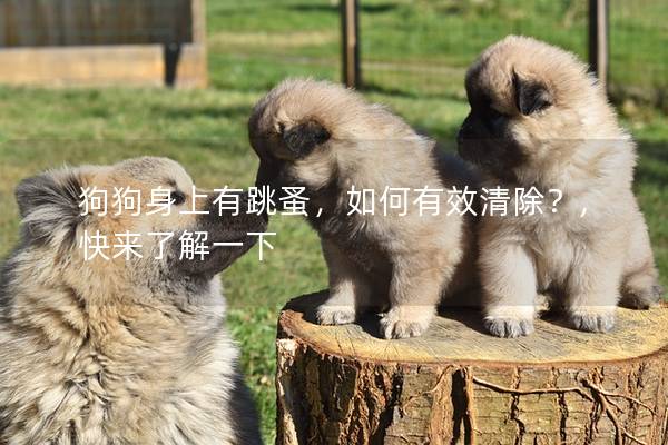 狗狗身上有跳蚤，如何有效清除？,快来了解一下