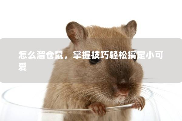 怎么溜仓鼠,掌握技巧轻松搞定小可爱 怎么溜仓鼠,掌握技巧轻松搞定小可爱