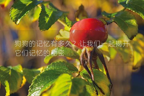 狗狗的记忆有多久?让我们一起揭开它们记忆的秘密 狗狗的记忆有多久?让我们一起揭开它们记忆的秘密