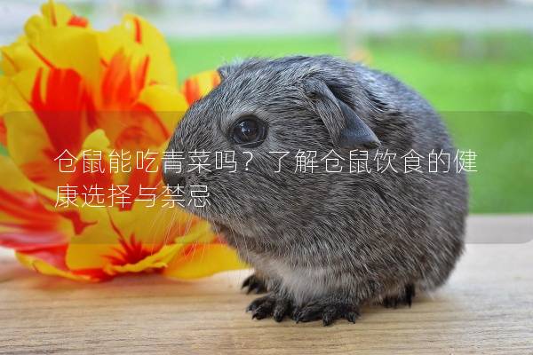 仓鼠能吃青菜吗？了解仓鼠饮食的健康选择与禁忌