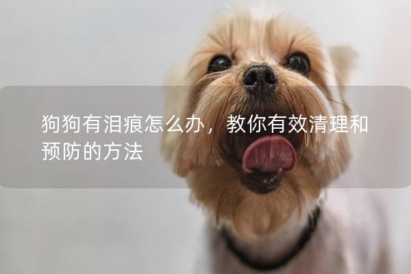 狗狗有泪痕怎么办,教你有效清理和预防的方法 狗狗有泪痕怎么办,教你有效清理和预防的方法