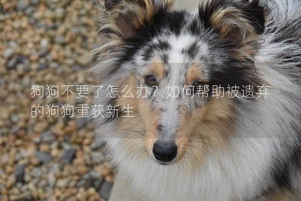 狗狗不要了怎么办？如何帮助被遗弃的狗狗重获新生
