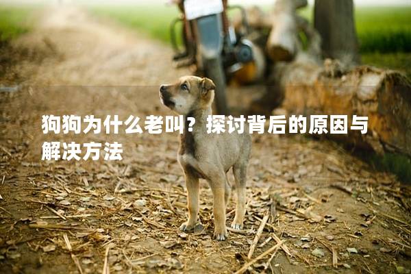 狗狗为什么老叫？探讨背后的原因与解决方法