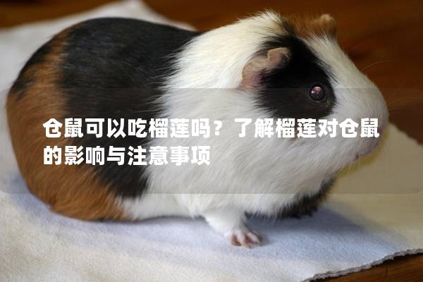 仓鼠可以吃榴莲吗？了解榴莲对仓鼠的影响与注意事项