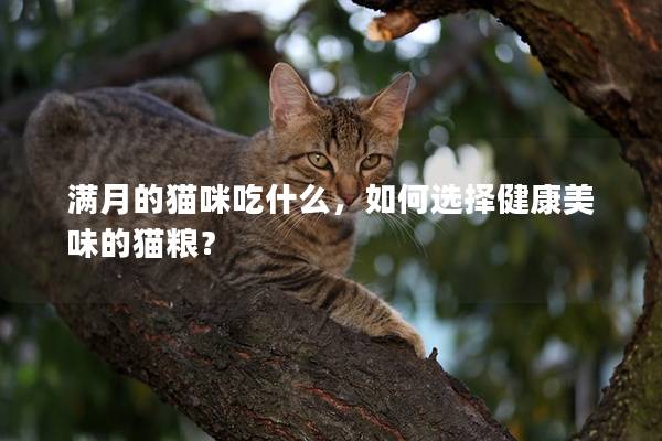 满月的猫咪吃什么，如何选择健康美味的猫粮？