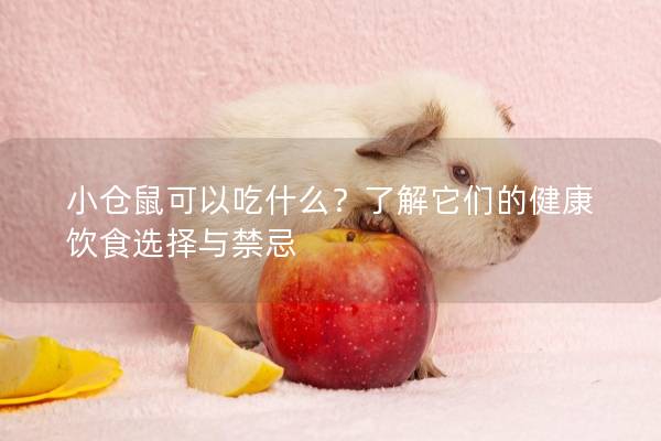 小仓鼠可以吃什么？了解它们的健康饮食选择与禁忌
