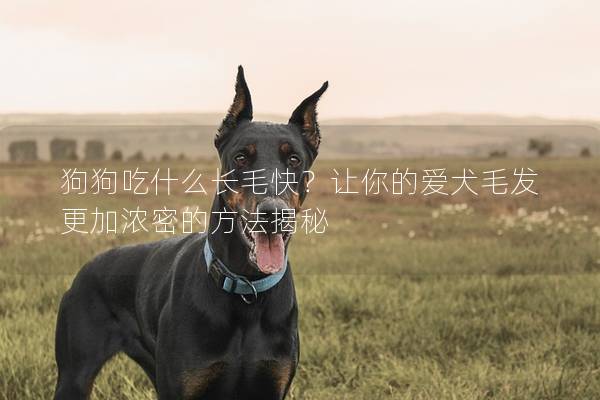 狗狗吃什么长毛快？让你的爱犬毛发更加浓密的方法揭秘