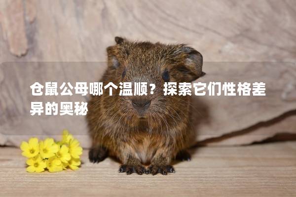 仓鼠公母哪个温顺？探索它们性格差异的奥秘