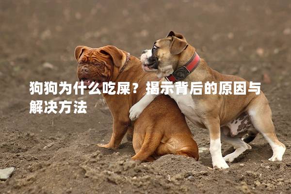 狗狗为什么吃屎？揭示背后的原因与解决方法