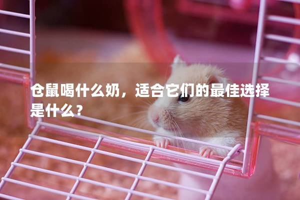 仓鼠喝什么奶，适合它们的最佳选择是什么？