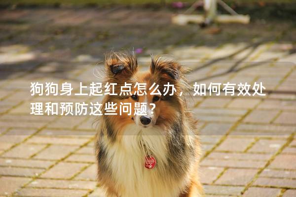 狗狗身上起红点怎么办，如何有效处理和预防这些问题？