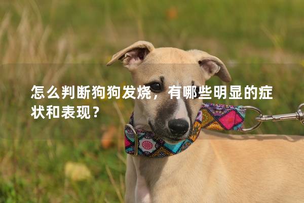 怎么判断狗狗发烧，有哪些明显的症状和表现？
