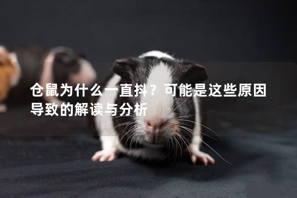 仓鼠为什么一直抖？可能是这些原因导致的解读与分析