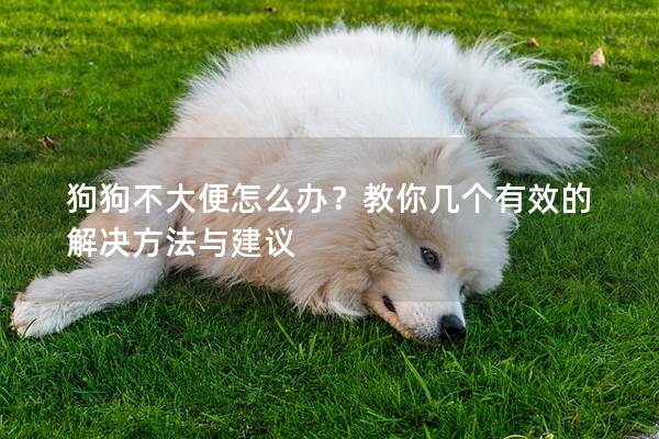 狗狗不大便怎么办?教你几个有效的解决方法与建议 狗狗不大便怎么办?教你几个有效的解决方法与建议