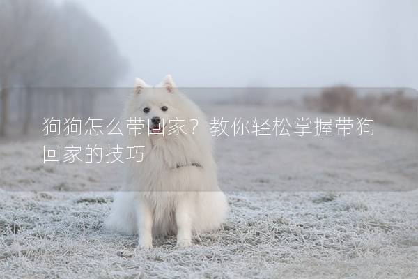狗狗怎么带回家？教你轻松掌握带狗回家的技巧