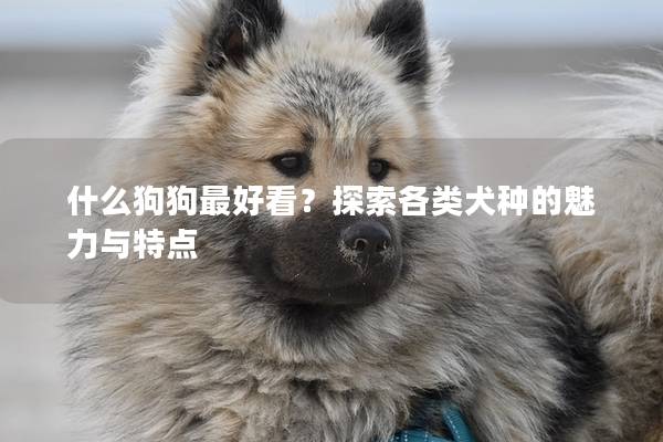什么狗狗最好看?探索各类犬种的魅力与特点 什么狗狗最好看?探索各类犬种的魅力与特点
