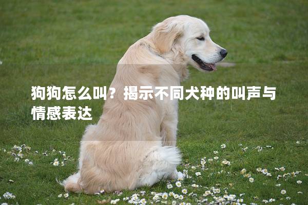 狗狗怎么叫?揭示不同犬种的叫声与情感表达 狗狗怎么叫?揭示不同犬种的叫声与情感表达