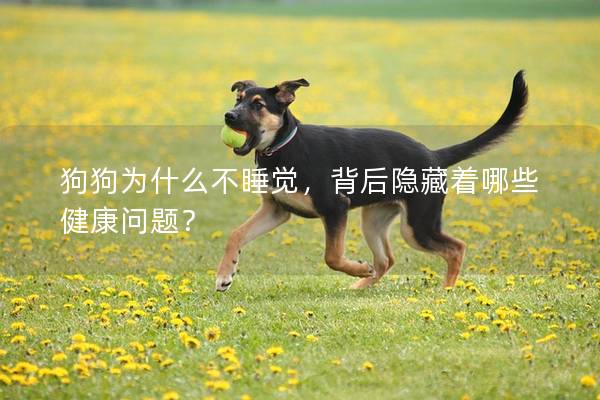 狗狗为什么不睡觉，背后隐藏着哪些健康问题？