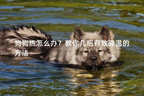 狗狗热怎么办？教你几招有效降温的方法