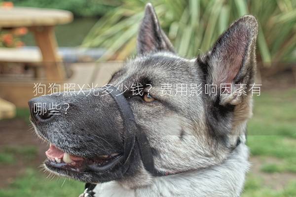狗狗照X光多少钱？费用影响因素有哪些？