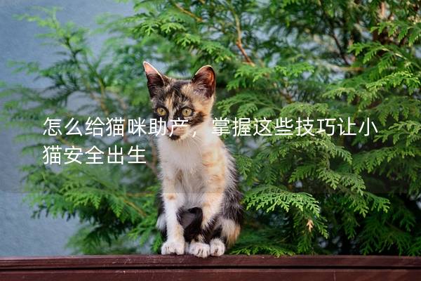 怎么给猫咪助产，掌握这些技巧让小猫安全出生