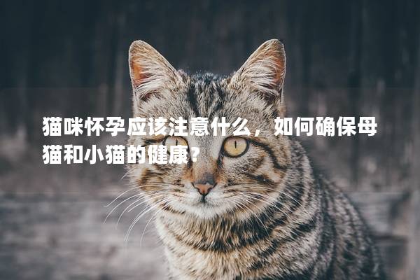 猫咪怀孕应该注意什么，如何确保母猫和小猫的健康？