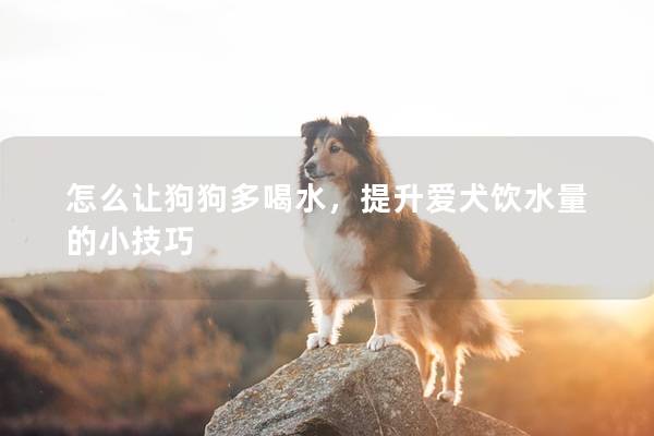 怎么让狗狗多喝水，提升爱犬饮水量的小技巧