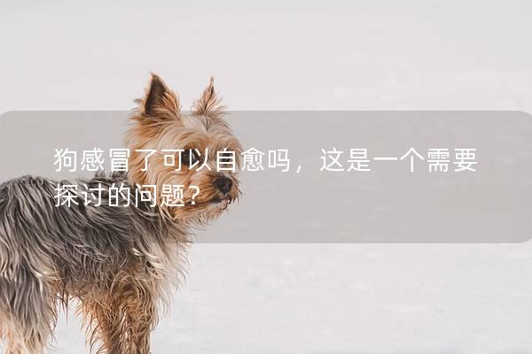 狗感冒了可以自愈吗，这是一个需要探讨的问题？