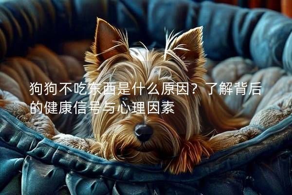 狗狗不吃东西是什么原因？了解背后的健康信号与心理因素
