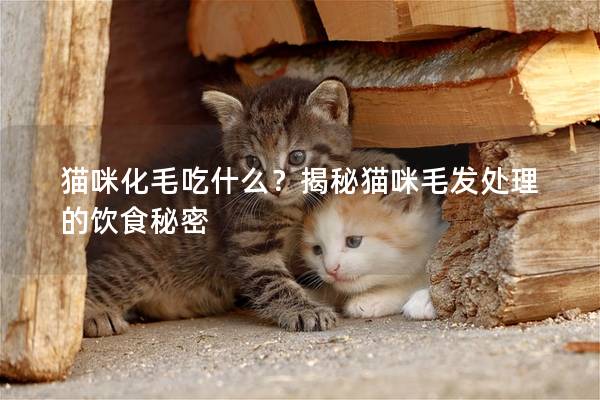猫咪化毛吃什么？揭秘猫咪毛发处理的饮食秘密