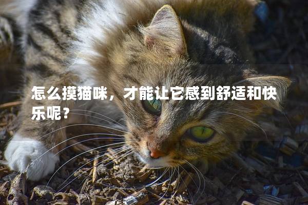 怎么摸猫咪，才能让它感到舒适和快乐呢？