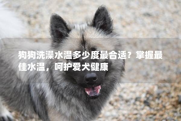 狗狗洗澡水温多少度最合适?掌握最佳水温,呵护爱犬健康 狗狗洗澡水温多少度最合适?掌握最佳水温,呵护爱犬健康