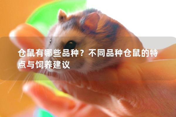仓鼠有哪些品种？不同品种仓鼠的特点与饲养建议