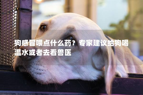 狗感冒喂点什么药？专家建议给狗喝温水或者去看兽医