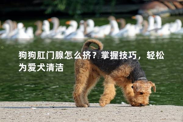 狗狗肛门腺怎么挤？掌握技巧，轻松为爱犬清洁