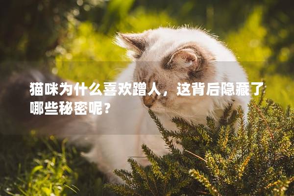 猫咪为什么喜欢蹭人，这背后隐藏了哪些秘密呢？
