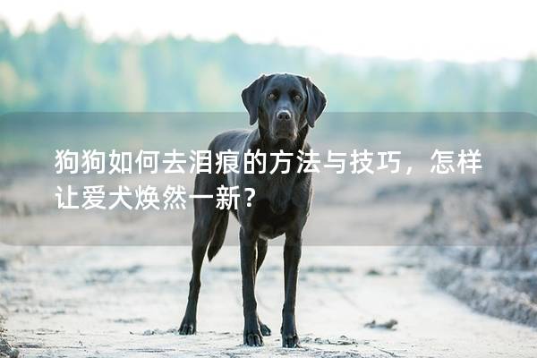 狗狗如何去泪痕的方法与技巧,怎样让爱犬焕然一新? 狗狗如何去泪痕的方法与技巧,怎样让爱犬焕然一新?
