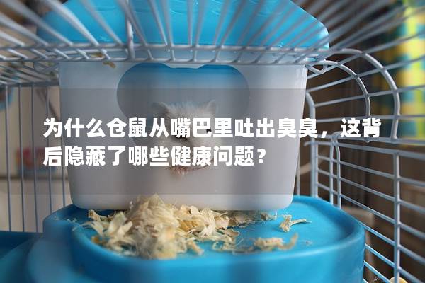 为什么仓鼠从嘴巴里吐出臭臭，这背后隐藏了哪些健康问题？